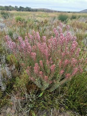 Leucadendron cinereum