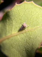 Balcanocerus spinosus