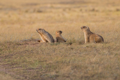Marmota bobak