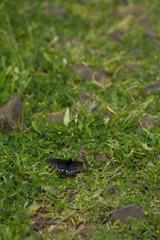 Battus philenor hirsuta
