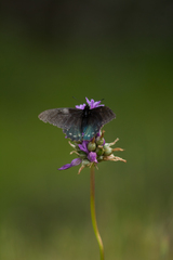 Battus philenor hirsuta