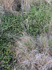 Dichondra repens