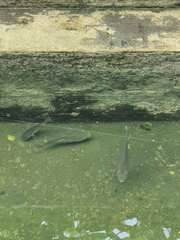 Oreochromis niloticus