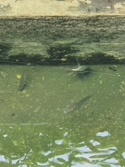 Oreochromis niloticus