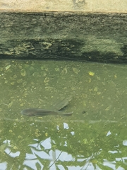 Oreochromis niloticus