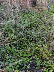 Dichondra repens