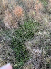 Dichondra repens