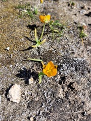 Ornithogalum maculatum
