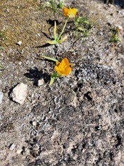 Ornithogalum maculatum
