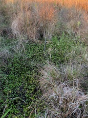 Dichondra repens