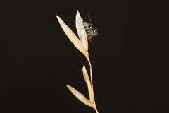 Mythicomyiidae