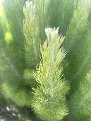 Adenanthos sericeus