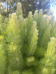 Adenanthos sericeus