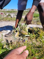 Podalyria sericea