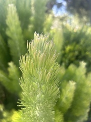 Adenanthos sericeus