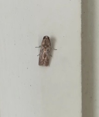 Pyralidae