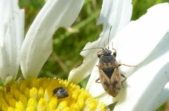 Trapezonotus ullrichi