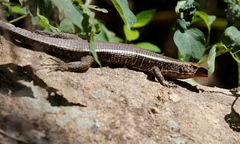 Zonosaurus laticaudatus