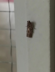 Pyralidae