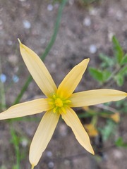 Pauridia linearis