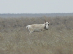 Saiga tatarica