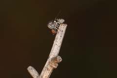 Mythicomyiidae