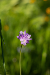Dipterostemon capitatus