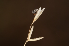 Mythicomyiidae