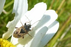 Trapezonotus ullrichi