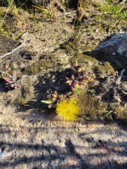 Cheiridopsis rostrata