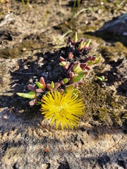 Cheiridopsis rostrata