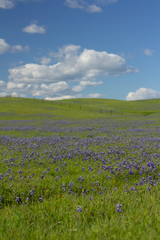 Lupinus nanus