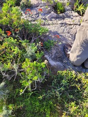 Pelargonium fulgidum