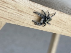 Phidippus carolinensis