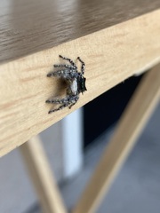 Phidippus carolinensis