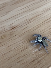 Phidippus carolinensis