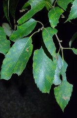 Quercus salicina