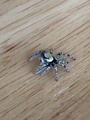 Phidippus carolinensis