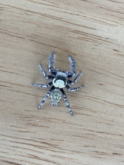 Phidippus carolinensis