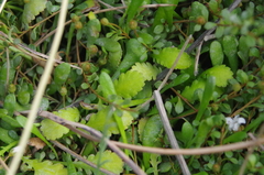Leptinella dioica