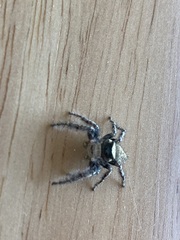 Phidippus carolinensis