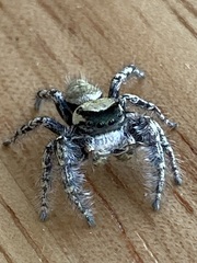 Phidippus carolinensis