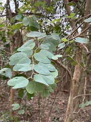 Bauhinieae