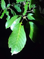 Quercus glauca
