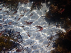 Pempheris klunzingeri