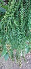 Cryptomeria japonica