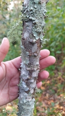 Zanthoxylum rhoifolium