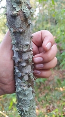 Zanthoxylum rhoifolium