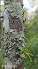 Zanthoxylum rhoifolium