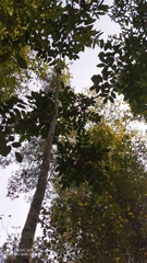 Zanthoxylum rhoifolium